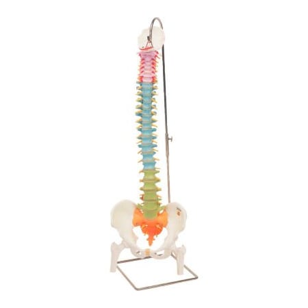 Fabrication Enterprises 3B Anatomical Model - Flexible Spine, Didactic with Femur Heads 12-4537